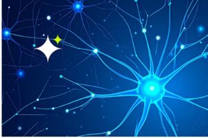 Neuronale Netze